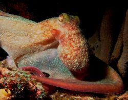 Octopus at night. Grand Cayman. by David Heidemann 